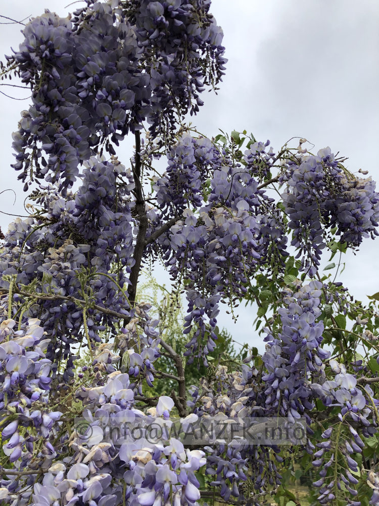 Wisteria floribunda Macrobotrys 04.JPG